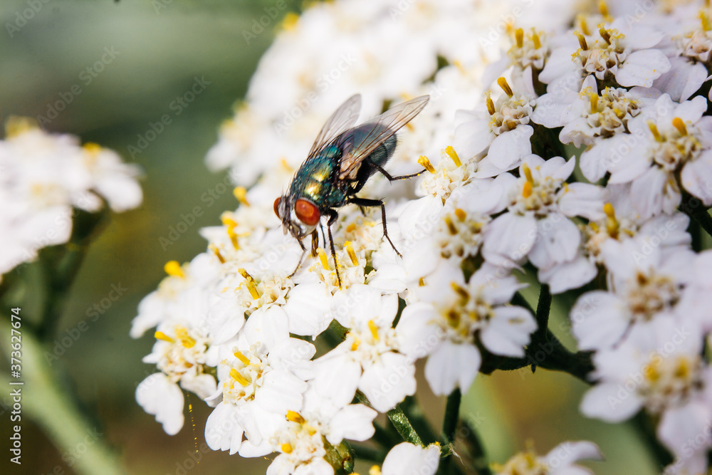 Fly gathers nectar from a cluster of small white flowers against a faded green background Fly gathers nectar from a cluster of small white flowers against a faded green background