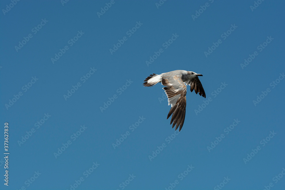 Fototapeta premium Sea Bird in Flight