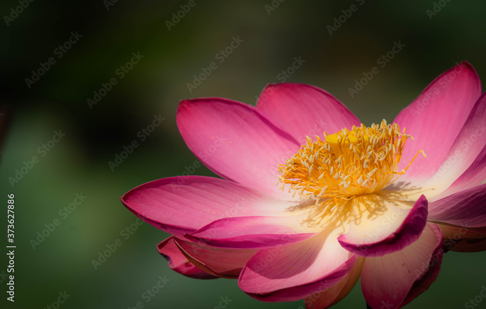 Beautiful lotus flower (lat.Nelmbo) on blurred background of leaves Beautiful lotus flower (lat.Nelmbo) on blurred background of leaves