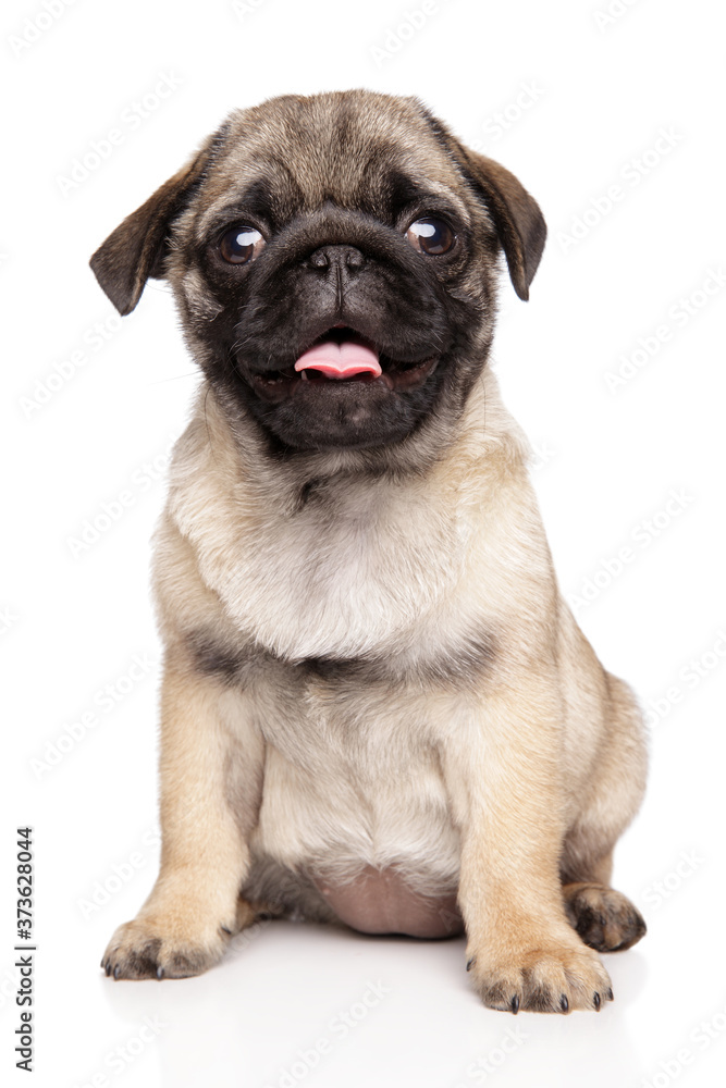 Pug puppy looking at the camera Pug puppy looking at the camera
