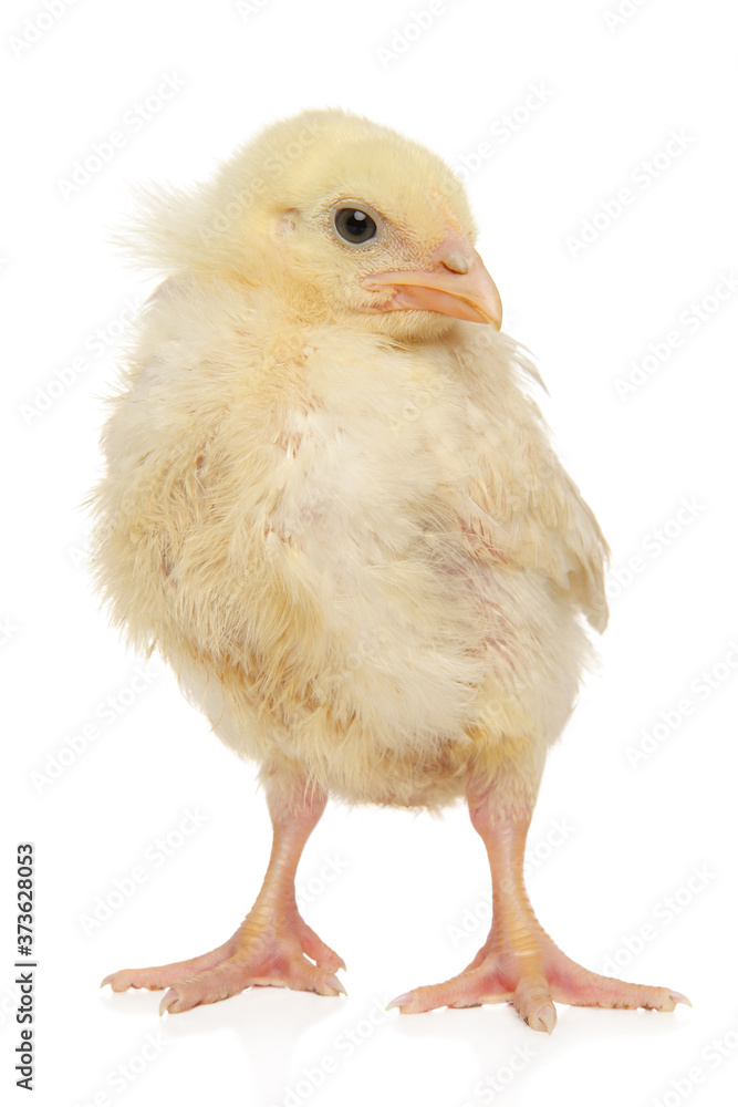 Obraz premium Chick isolated on a white background