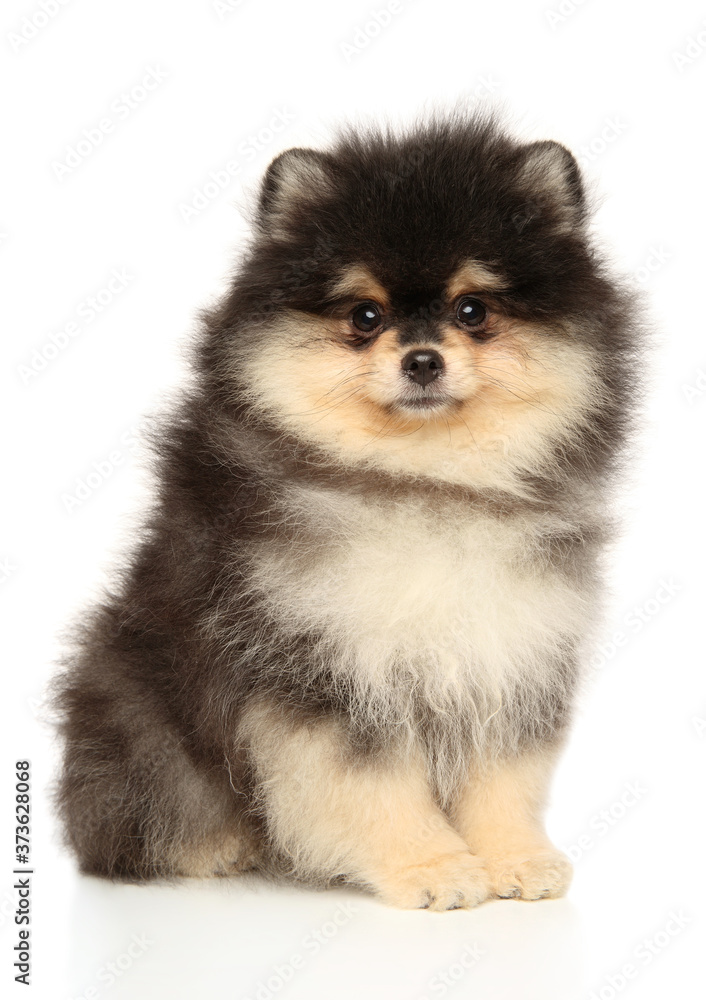 Pomeranian puppy sits on a white background Pomeranian puppy sits on a white background