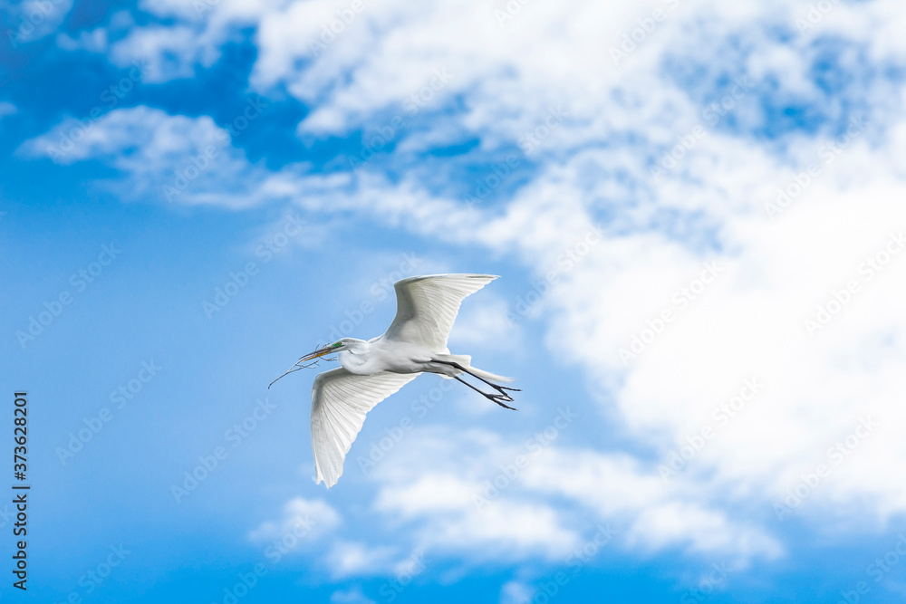 Fototapeta premium Great Egret in Flight Nesting