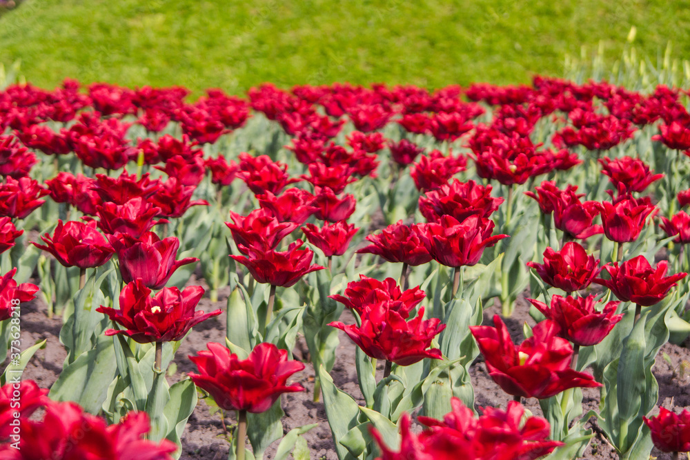 Many red tulips on a flowerbed in a park in Kiev. Ukraine