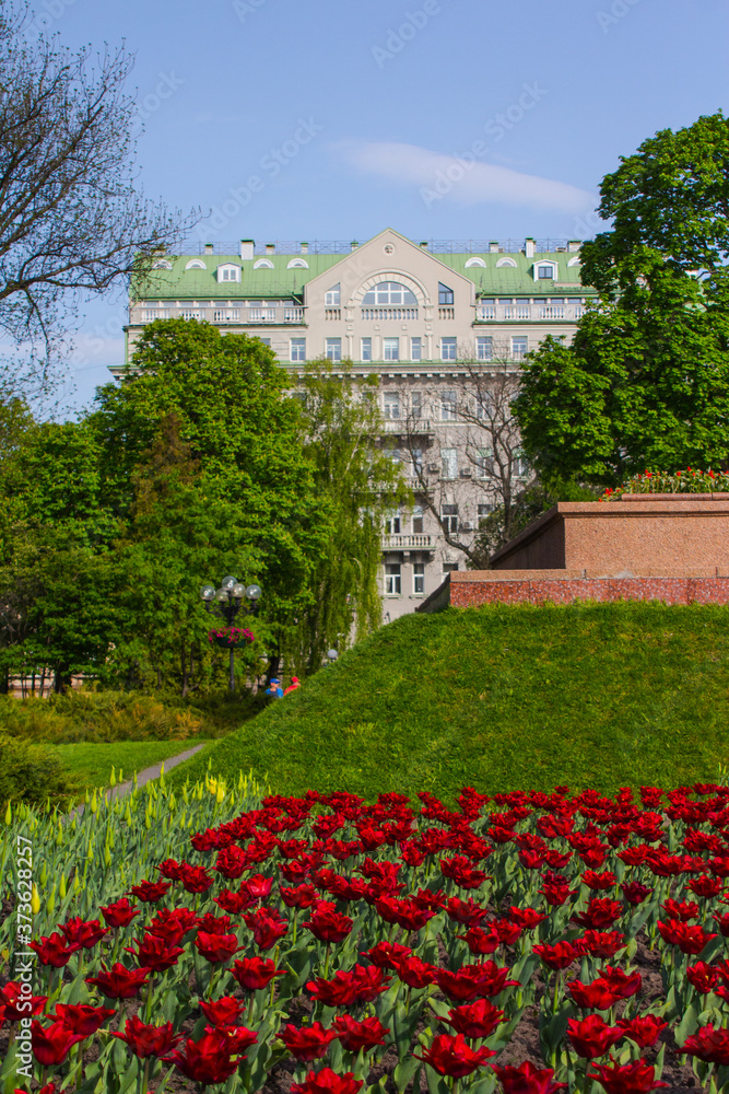Obraz premium Many red tulips on a flowerbed in a park in Kiev. Ukraine