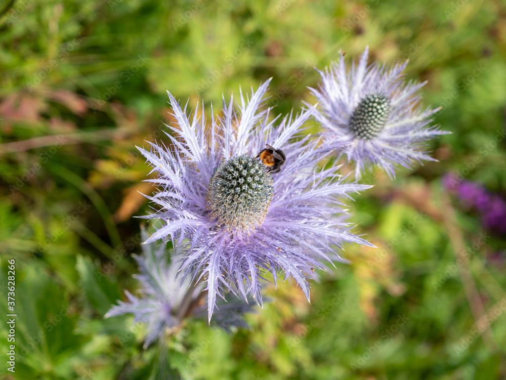 Happy bee busy doing his duty, pollination. Insect on thistle flower Happy bee busy doing his duty, pollination. Insect on thistle flower