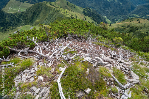 dry branches of mountain pine, Carnic Alps, Mount Zoncolan, Udine, Friuli Venezia Giulia, Italy photo