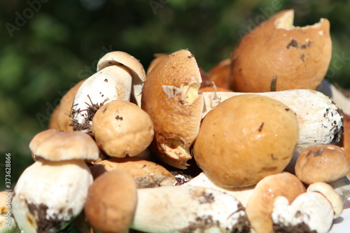 white fresh mushrooms on the table, boletus gather