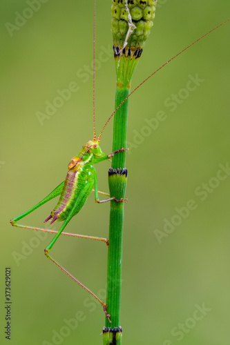 Grasshopper Poecilimon intermedius sitting on a stalk of grass, closeup. Blurred green background, side view.