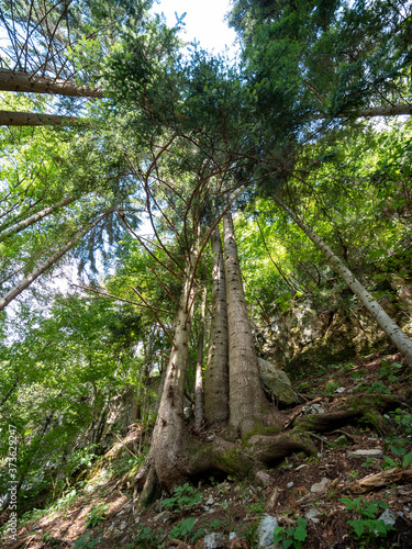 large white fir with seven trunks called La Palma on the Carnic alps  Paularo  Friuli Venezia Giulia  Italy