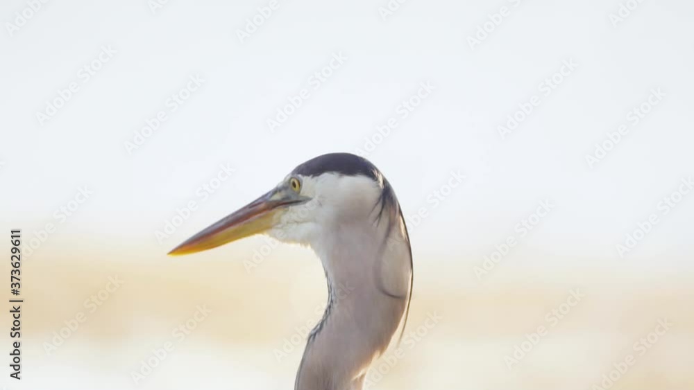 great blue heron close up shaking head back and forth in slow motion great blue heron close up shaking head back and forth in slow motion