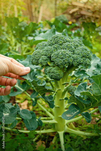 Hands cupping a fresh Broccoli plant in home garden. Healthy eating super food vegetables vegetarian lifestyle. Copy space
