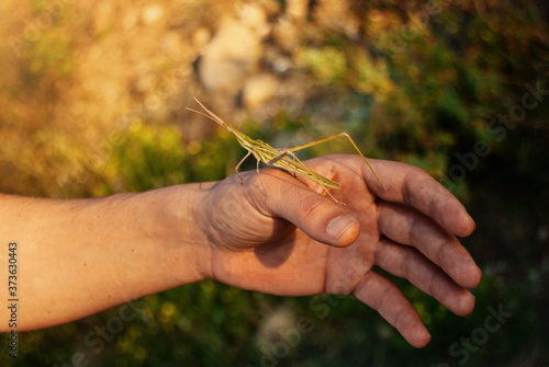 Grasshopper insect on man hand in garden outdoor, park green background cricket animal macro close up wildlife