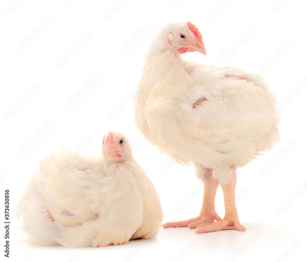 Two chicken or young broiler chickens.