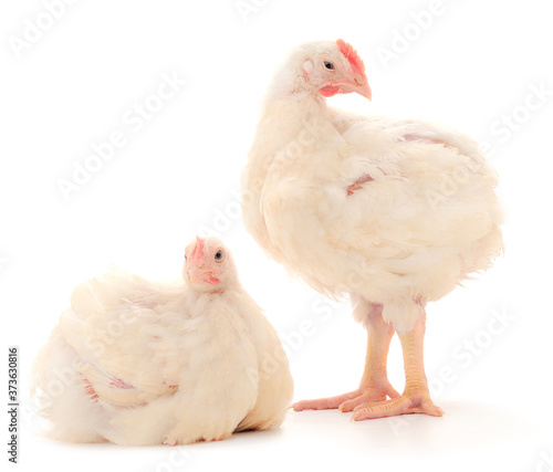 Two chicken or young broiler chickens.