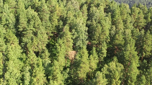 Aerial video of siberian pine forest and rock Four Brothers on a mountain near Belokurikha. photo