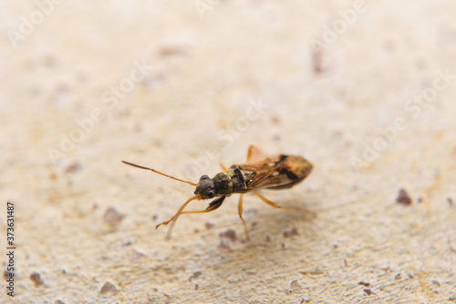 Closeup insect on the ground