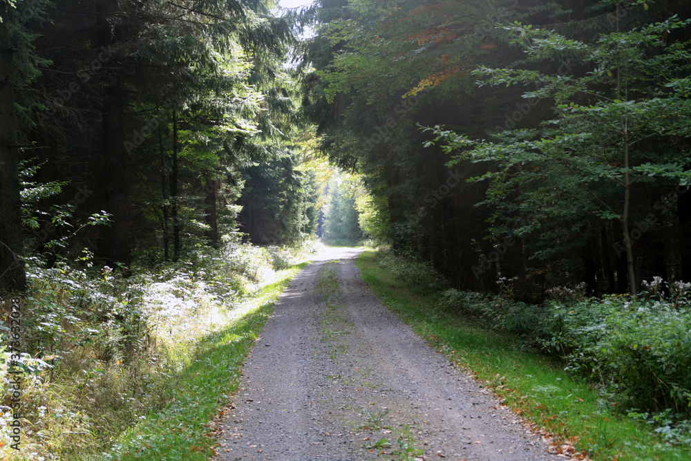 Obraz premium road in the forest