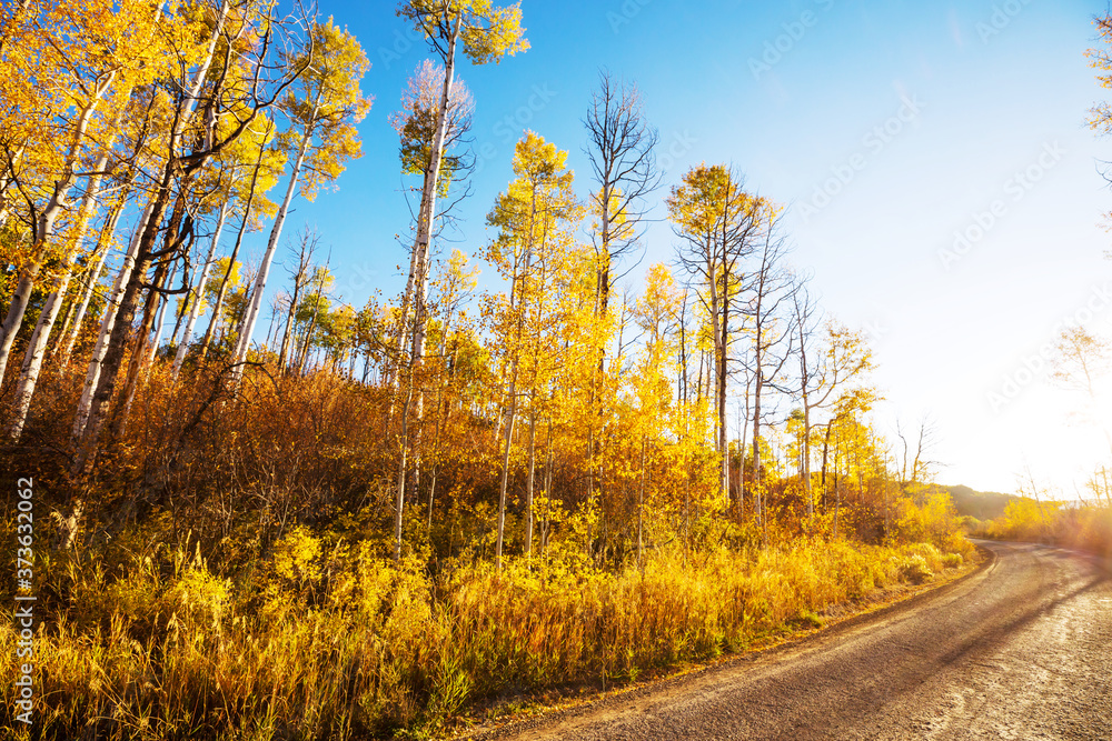 Naklejka premium Autumn road