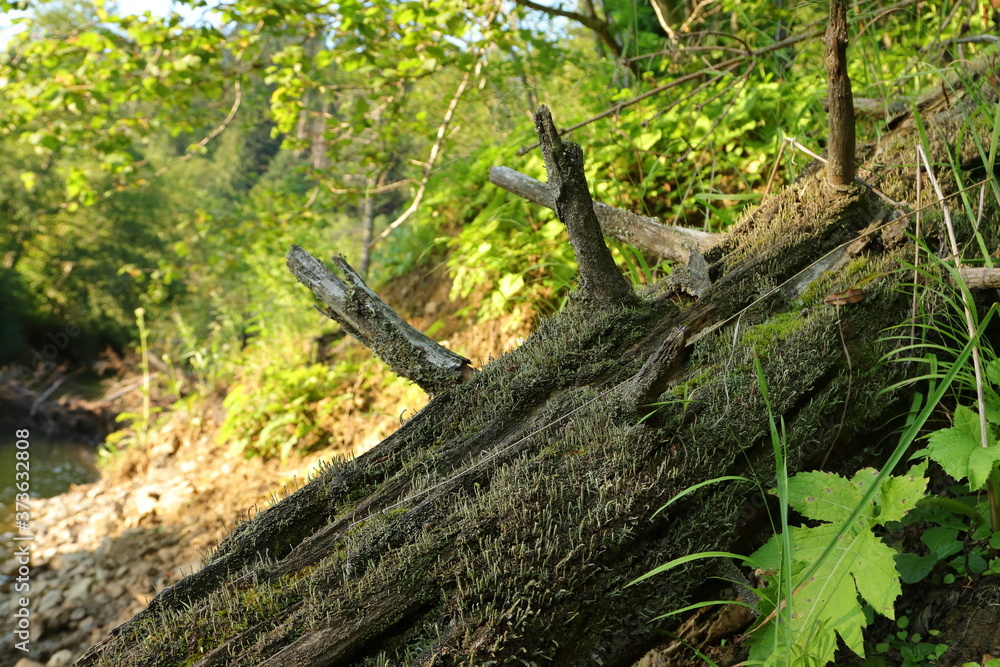 Fototapeta premium stare spróchniałe drzewo, kłoda nad rzeką