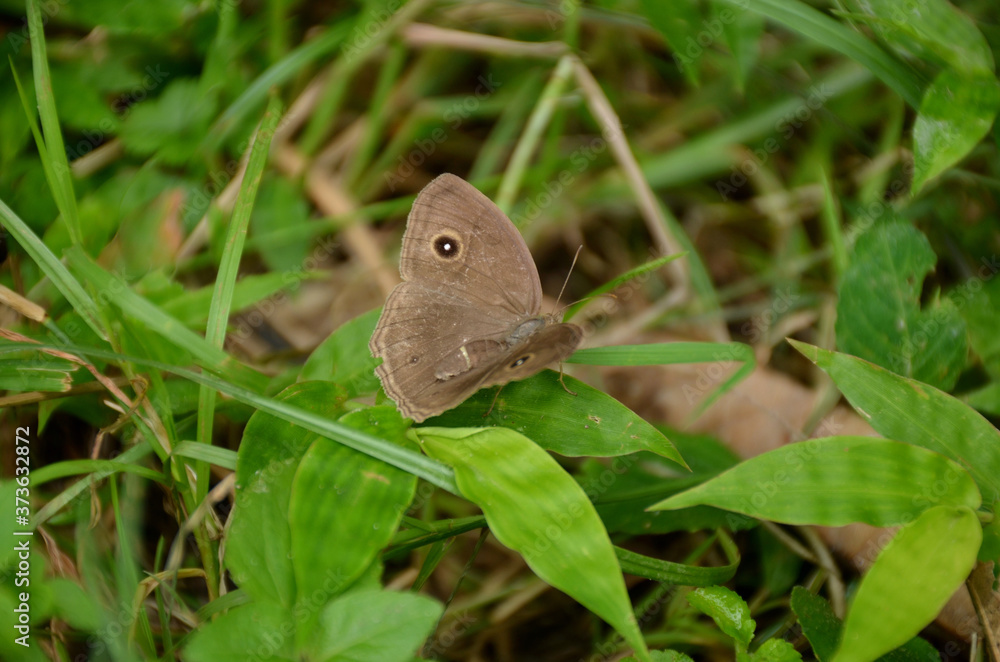 the small beautiful brown butterfly hold on grass plant. the small beautiful brown butterfly hold on grass plant.