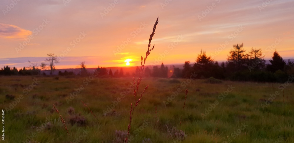 Sonnenaufgang über einem Hochmoor im Sommer
