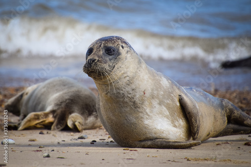 Seal on the beach