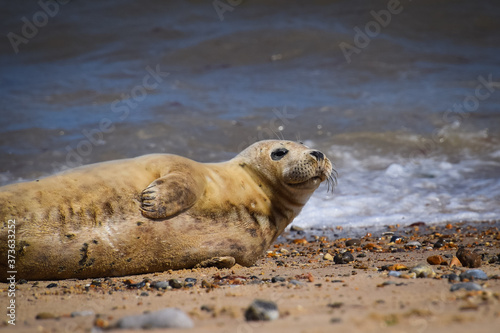 Seal relaxing on the beach