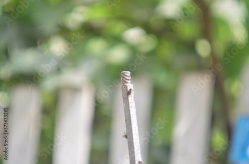 Flies sitting on aluminium pole