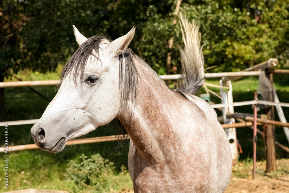 Young white grey horse in a fenced paddock Young white grey horse in a fenced paddock