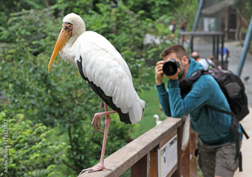 Photography Man photographing a yellow billed stork