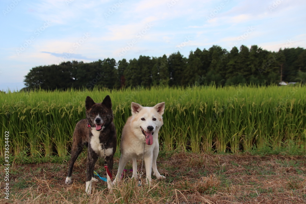 田んぼを背景に笑顔で並ぶ2匹の犬