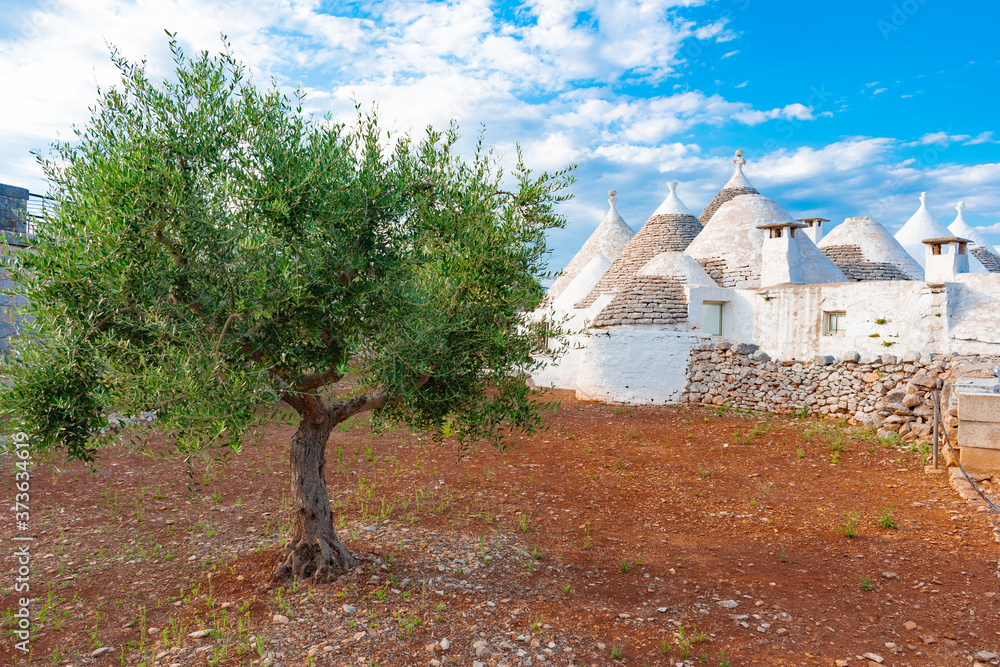 Group of beautiful Trulli, traditional old houses and old stone wall in Puglia, Italy, with olive trees