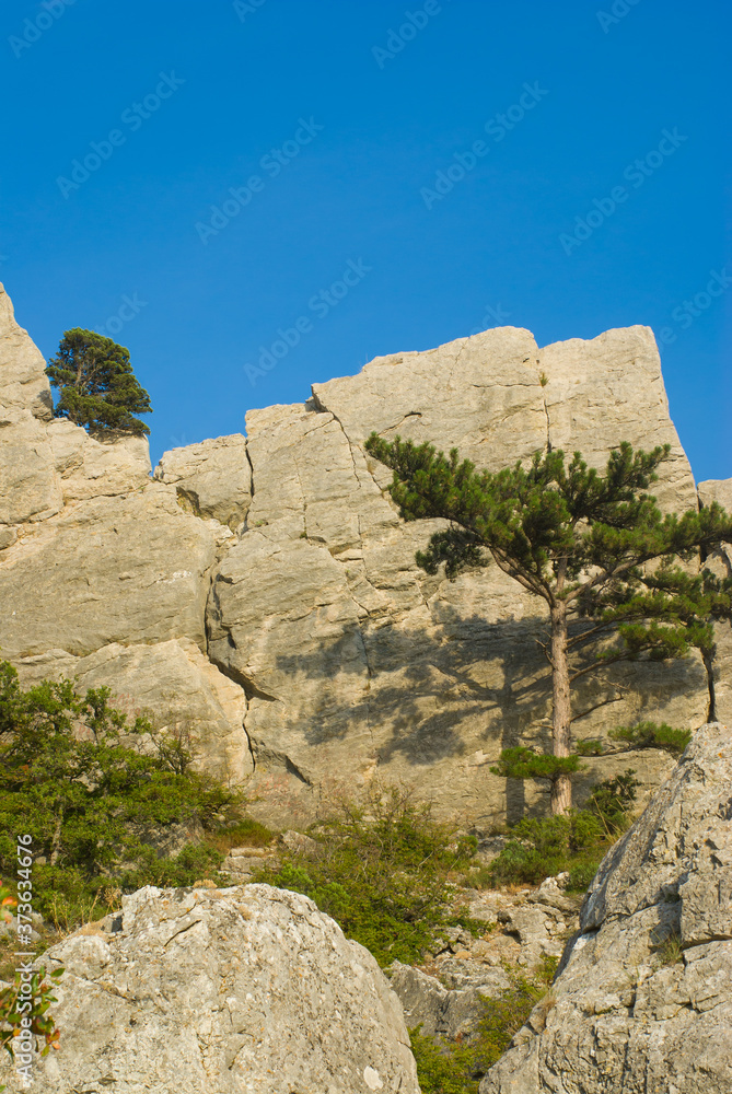Landscape with a pine tree growing in rocky mountain in Cimean peninsula Landscape with a pine tree growing in rocky mountain in Cimean peninsula