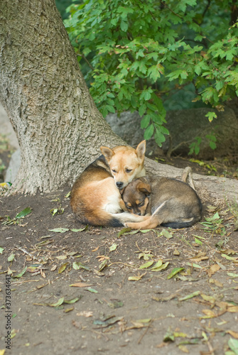 Stray mother dog resting with its child together under maple tree.