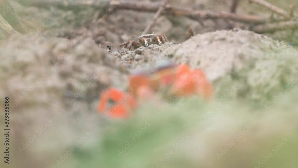 crabs feeding on sand with focus rack crabs feeding on sand with focus rack
