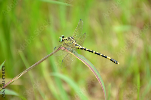 the beautiful dragonfly hold on grass plant in the forest.