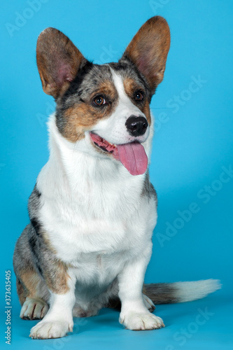 Cute Welsh Corgi Cardigan dog sitting on blue background in studio. Rare Merle color, pretty eyes and face expression, colorful spots on the body. Copy space for any text. © Elena
