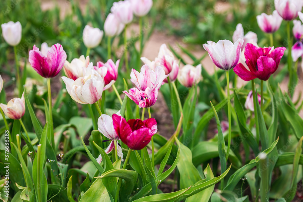 Botanic garden in Minsk