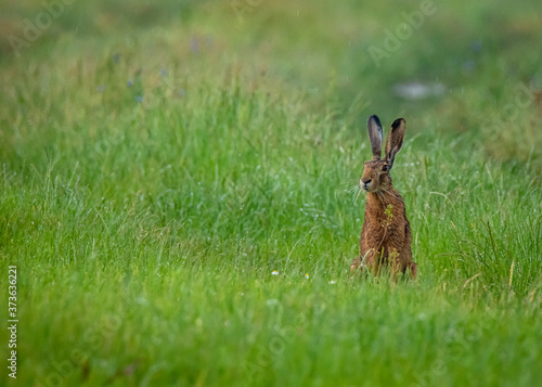 rabbit in the grass © AvramPhoto