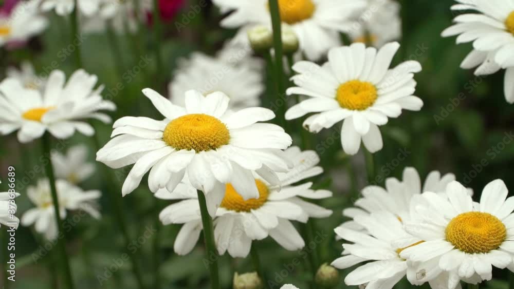 Green summer meadow with white chamomile flowers. Nature, floral background Green summer meadow with white chamomile flowers. Nature, floral background