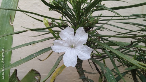 lily of the valley