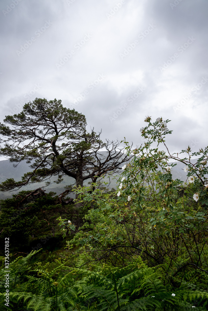 Fototapeta premium Glen Affric path