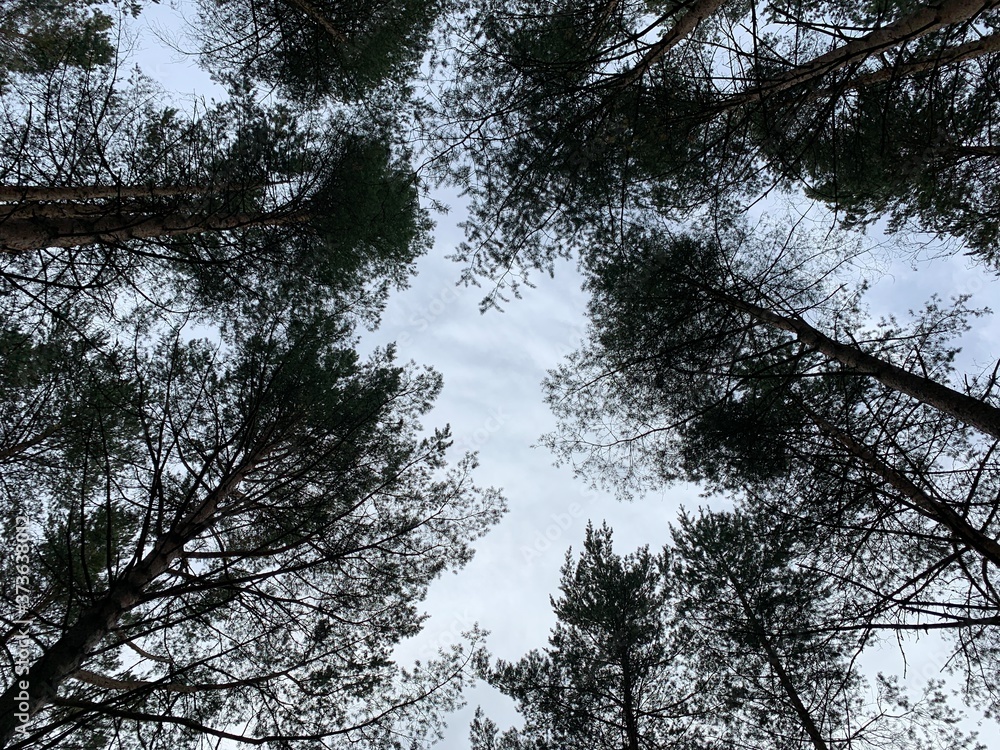 tops of the pine trees background, looking up tops of the pine trees background, looking up