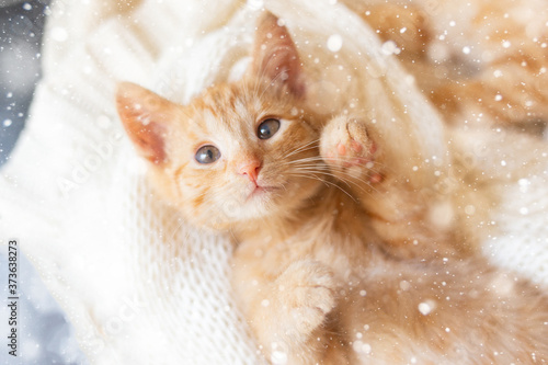 Cute little ginger kitten is sleeping on the white knitted carpet with snow flakes. beautiful new year christmas card