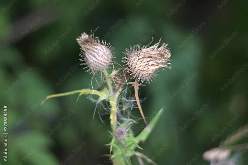 dry prickly flower buds on a green background dry prickly flower buds on a green background