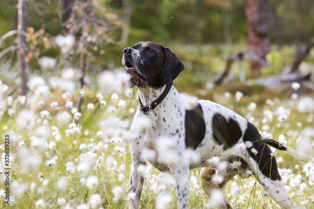 Dog english pointer