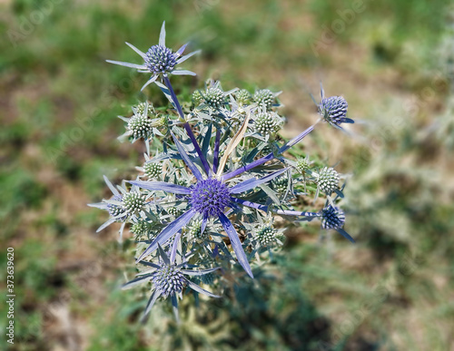 Ametista selvatica Amethystinum Eryngium