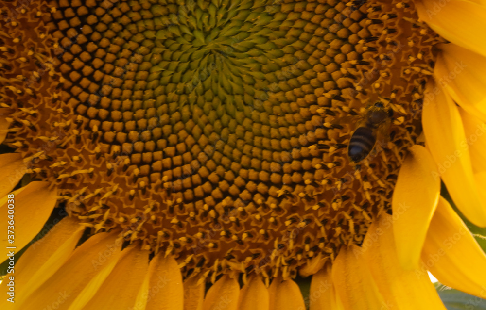 Campo de girasoles al atardecer