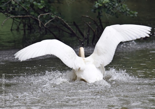 Schwan landet auf dem Wasser photo